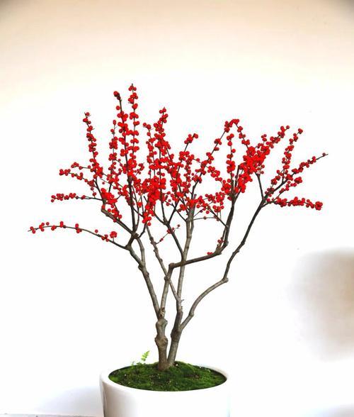 什么花语代表延续生命？揭秘象征不朽的花卉含义？
