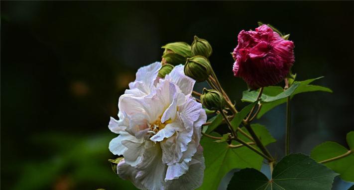 枯桑花的寓意和象征是什么？如何理解枯桑花的文化意义？
