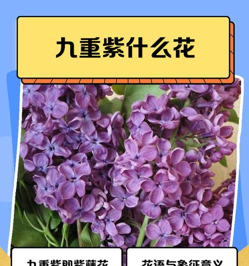 象征传承的花语是什么花？传承意义的花卉有哪些？