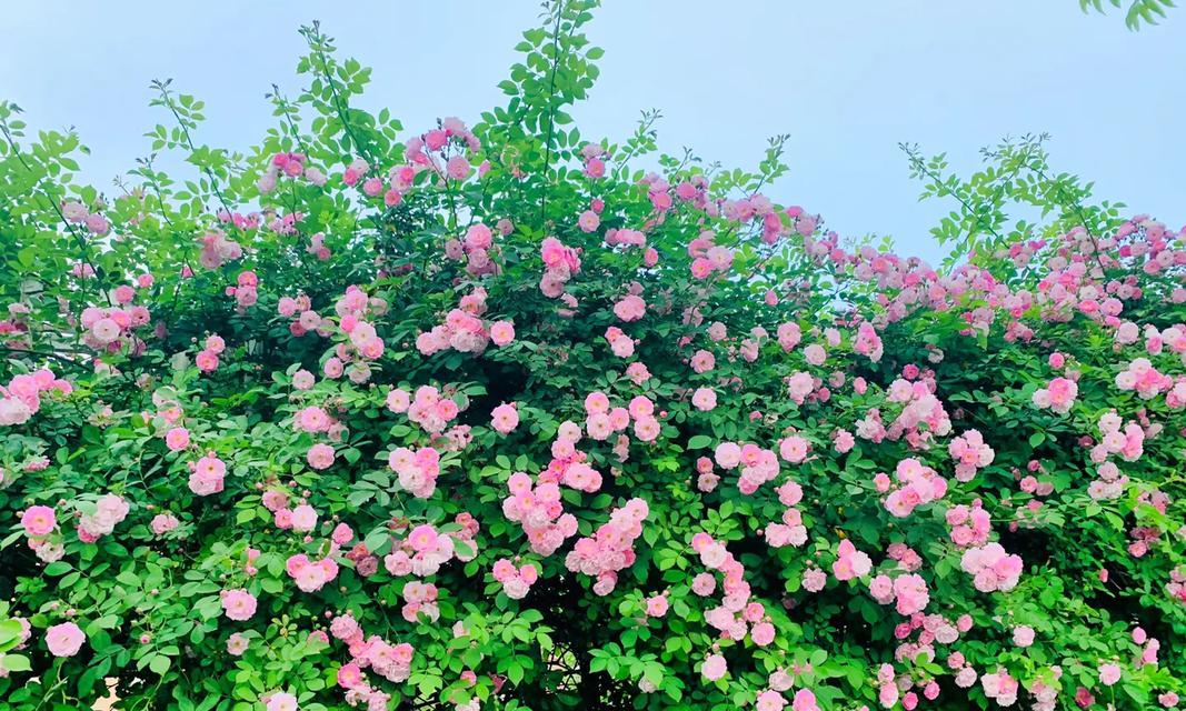 铁板的花语是什么？铁板花束代表什么含义？