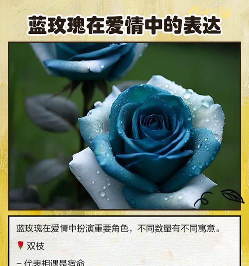 不止玫瑰的花语是什么？如何正确解读不同数量的玫瑰含义？