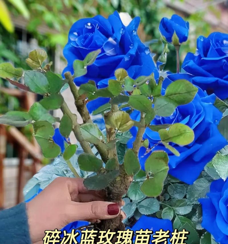 不止玫瑰的花语是什么？如何正确解读不同数量的玫瑰含义？