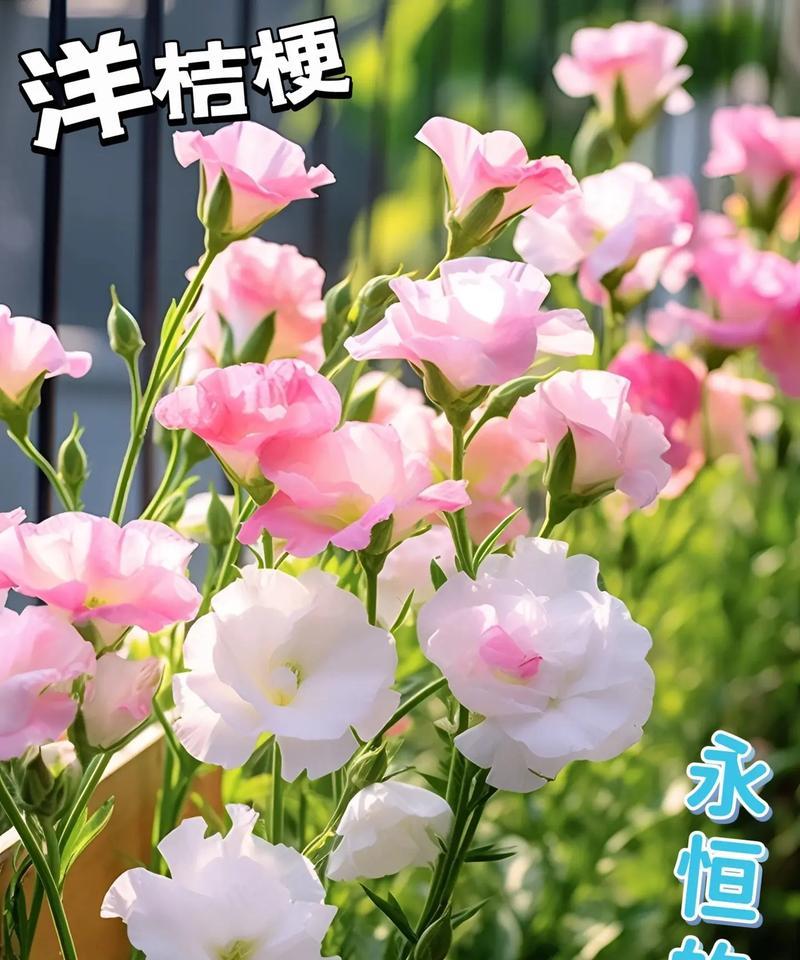 不止玫瑰的花语是什么？如何正确解读不同数量的玫瑰含义？