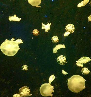 海母花的寓意是什么？如何正确理解海母花的象征意义？