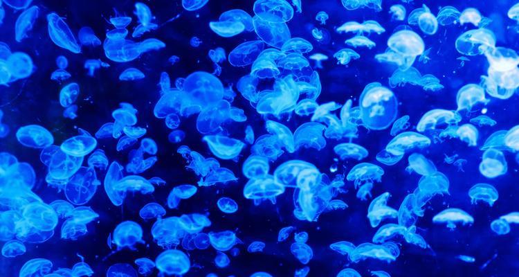 海母花的寓意是什么？如何正确理解海母花的象征意义？