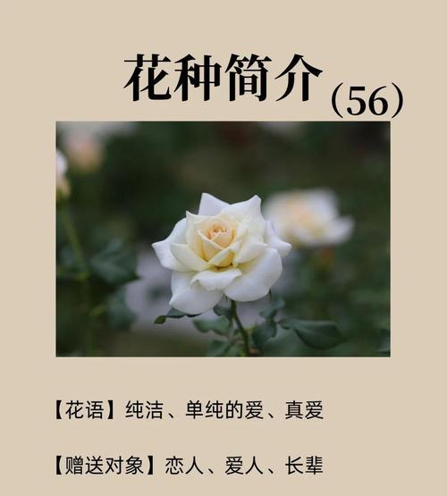 什么花象征着纯洁与和平？白花朵的代表是什么？