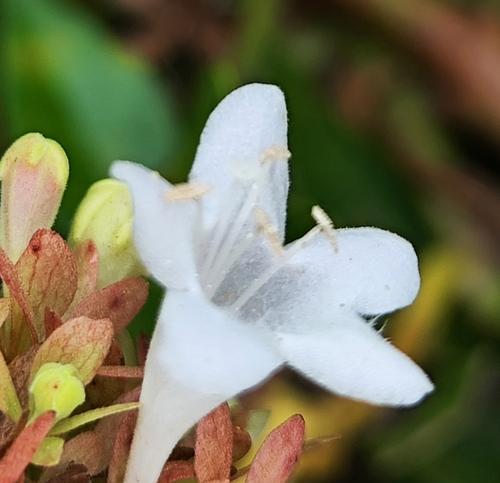 什么花象征着纯洁与和平？白花朵的代表是什么？