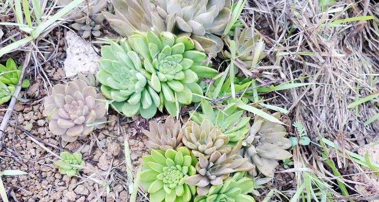 狼爪花的寓意和象征是什么？了解其背后的文化意义？