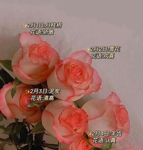 得到偏爱的花语是什么？如何用花表达爱意？