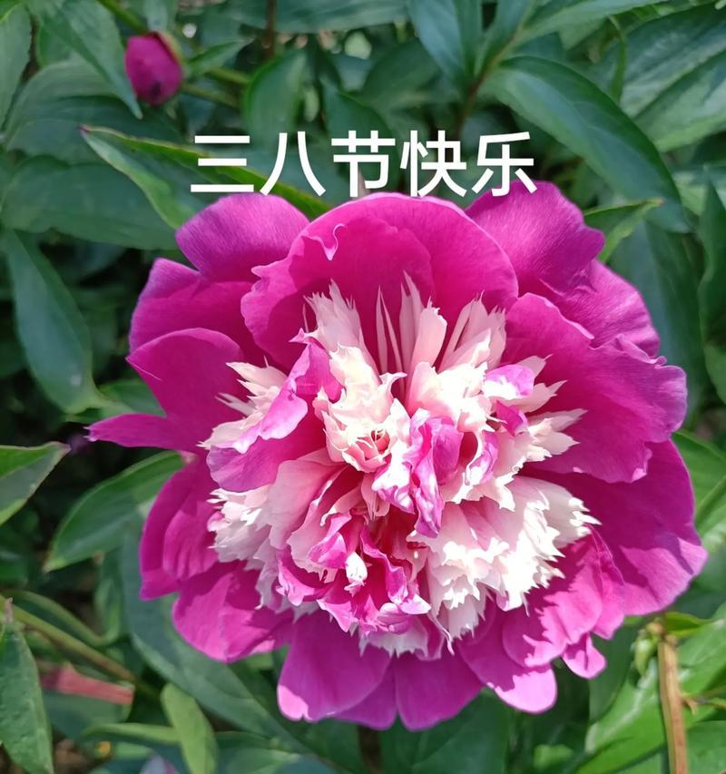 三八妇女节送什么花寓意最好？不同花卉的含义是什么？