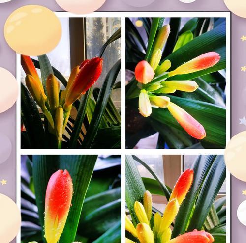 君子兰的花语是什么？如何养护才能花开不断？