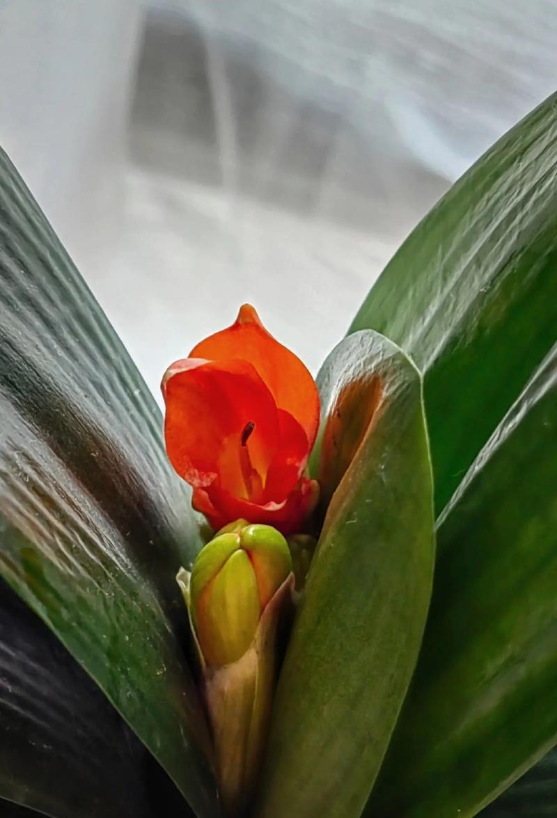 君子兰的花语是什么？如何养护才能花开不断？