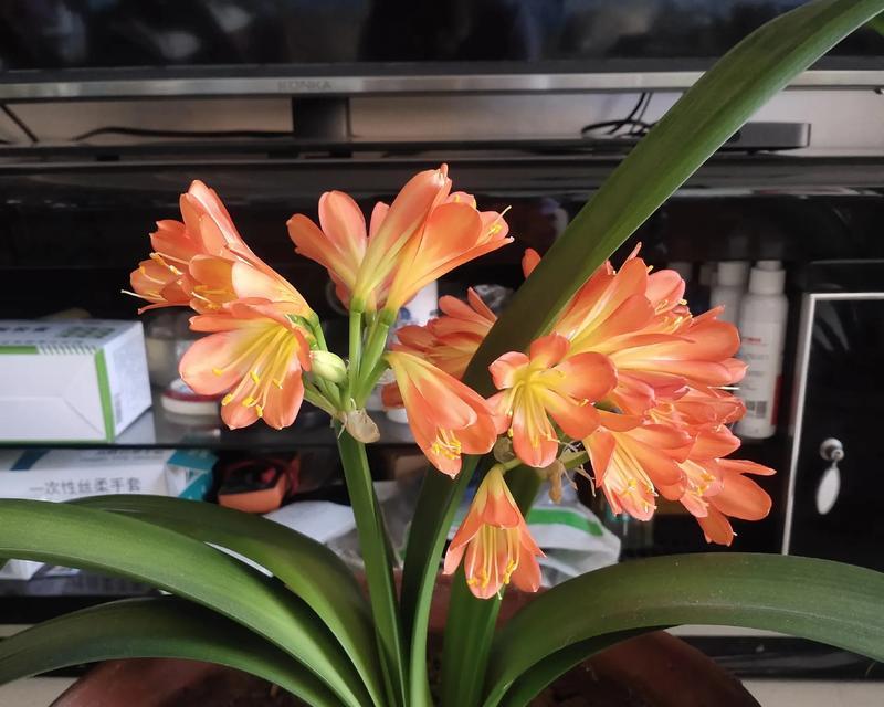 君子兰的花语是什么？如何养护才能花开不断？