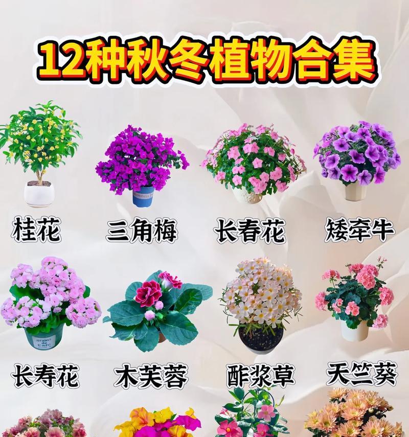 花的花期象征意义是什么？如何解读不同花卉的花语？