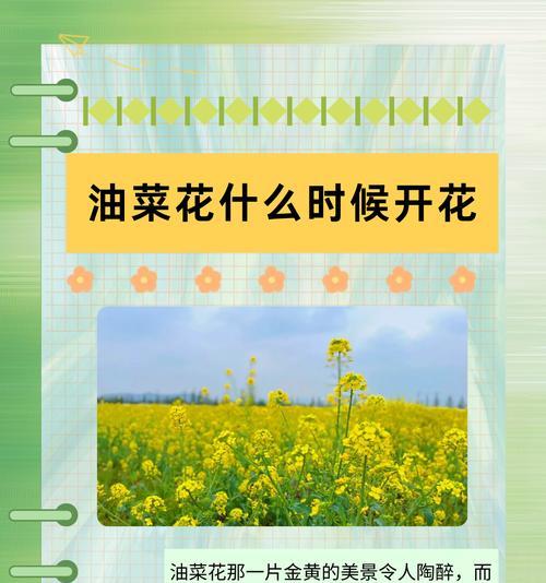 花的花期象征意义是什么？如何解读不同花卉的花语？