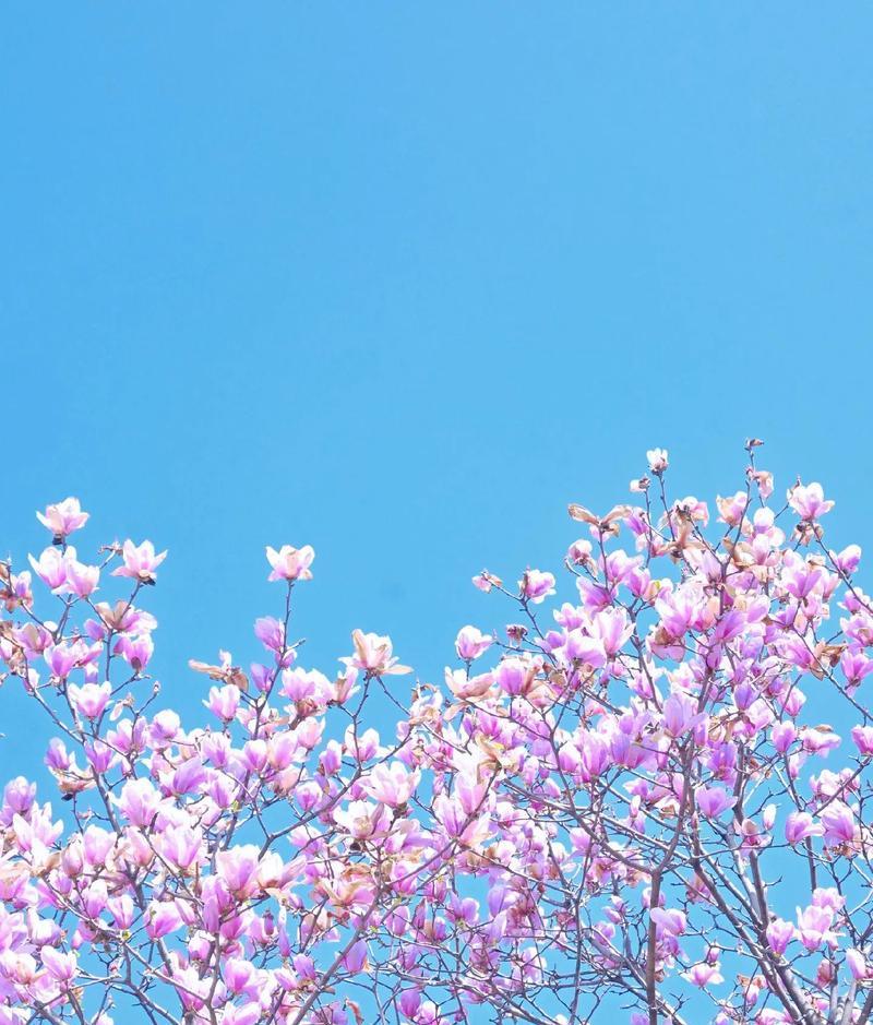 什么花象征温暖的爱情？揭秘象征爱情的花卉及其含义？