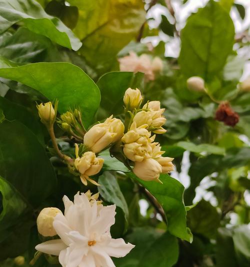 橘色绿色的花语分别是什么？如何正确理解它们的含义？