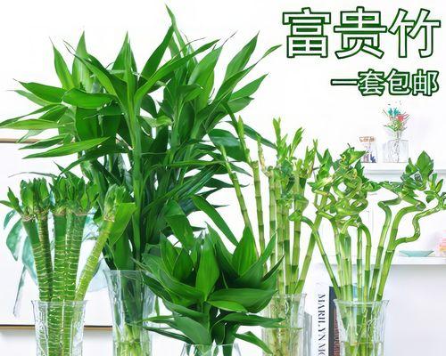 和富贵竹寓意一样的花是什么？寻找富贵竹的花语替代品？