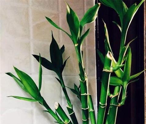 和富贵竹寓意一样的花是什么？寻找富贵竹的花语替代品？