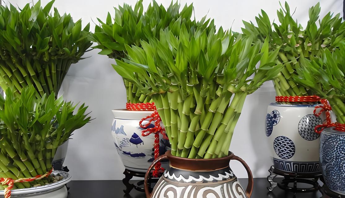 和富贵竹寓意一样的花是什么？寻找富贵竹的花语替代品？