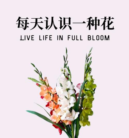 年花的寓意是什么？如何选择寓意吉祥的年花？