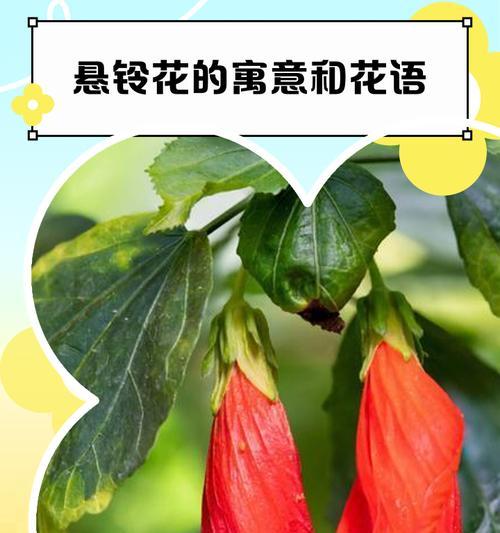 悬灵花象征着什么？它的含义有哪些常见误解？