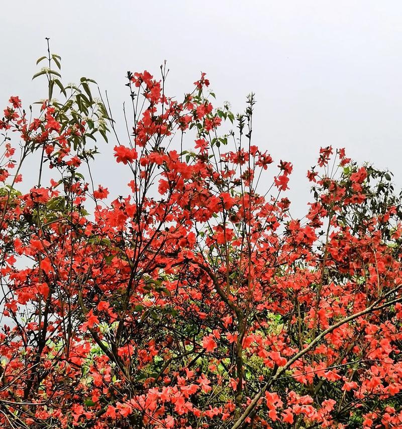 有山有花的寓意象征是什么？如何理解其深层含义？