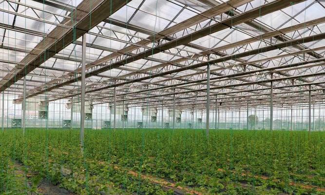 亩产一万多斤栽培技术有哪些？如何实现高产栽培？