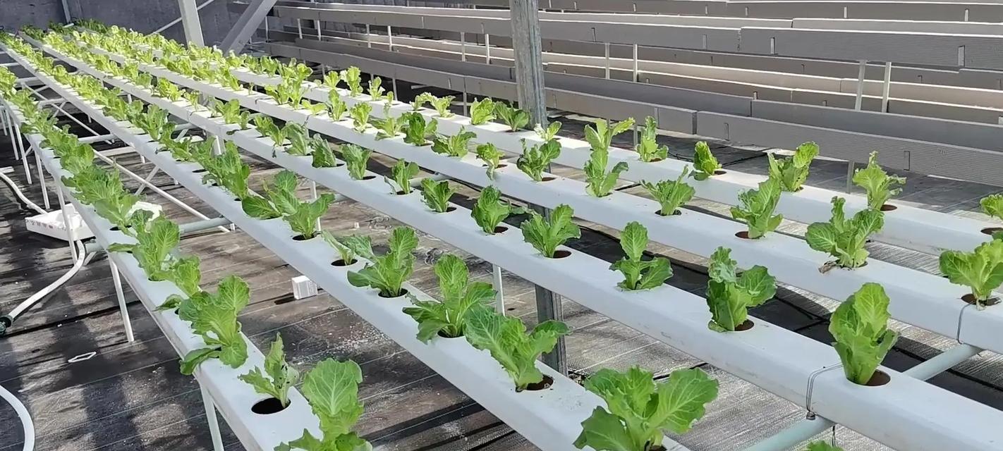 亩产一万多斤栽培技术有哪些？如何实现高产栽培？