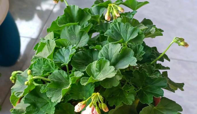 十楼阳台适合种植哪些花卉？养护要点是什么？