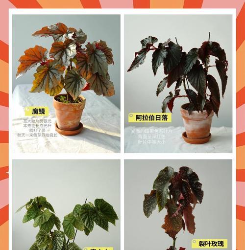 十楼阳台适合种植哪些花卉？养护要点是什么？