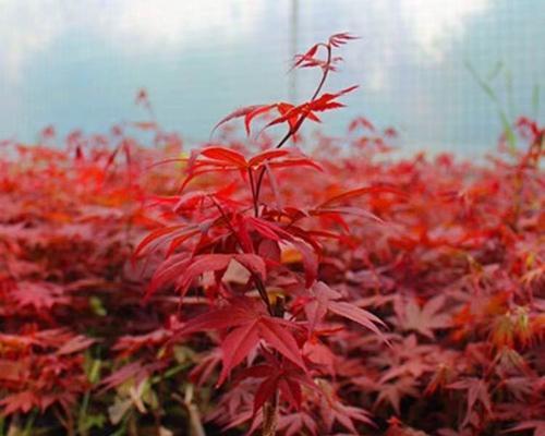 红枫苗木盆景如何养护？需要哪些注意事项？