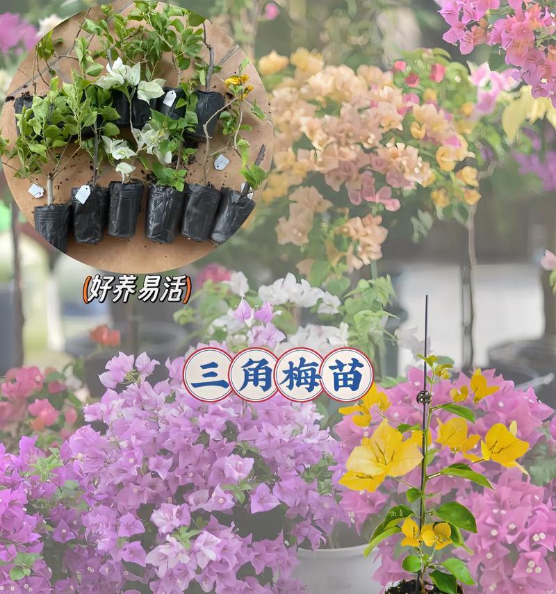 小兰三角梅苗的正确养护方法是什么？