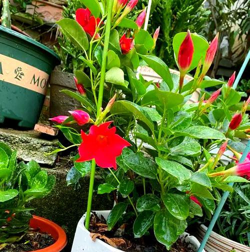 阳台光照充足适合种植哪些花卉？