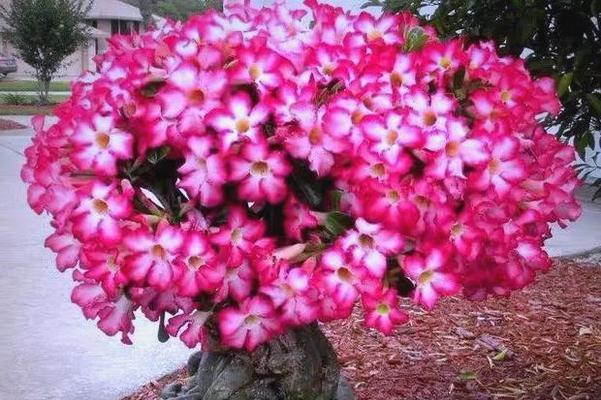 阳台光照充足适合种植哪些花卉？