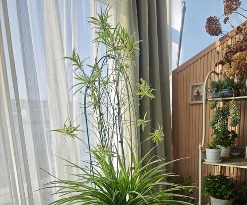 阳台光照充足适合种植哪些花卉？