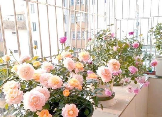 超低成本养花有哪些技巧？如何做到既经济又美观？