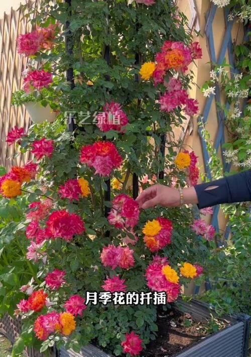 月季花水培嫁接的正确方法是什么？