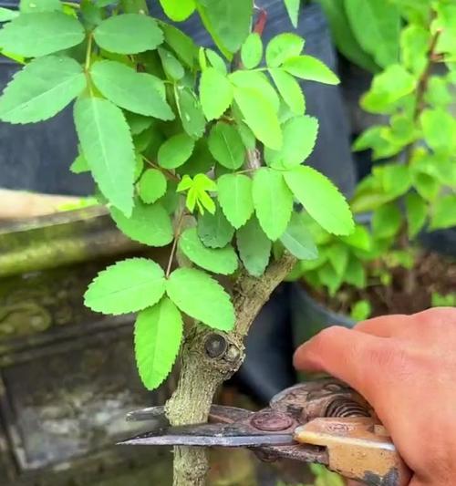 月季花水培嫁接的正确方法是什么？