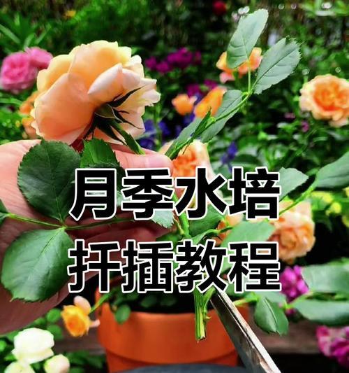 月季花水培嫁接的正确方法是什么？