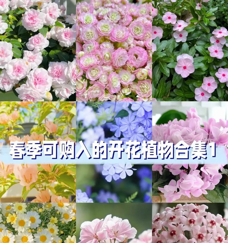 植物科普养花的技巧有哪些？初学者必学要点是什么？