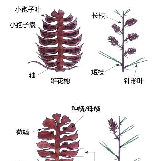 植物科普养花的技巧有哪些？初学者必学要点是什么？