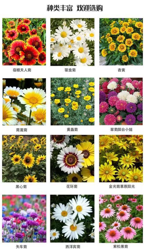 驱蚊菊播种需要哪些条件？播种要求有哪些？