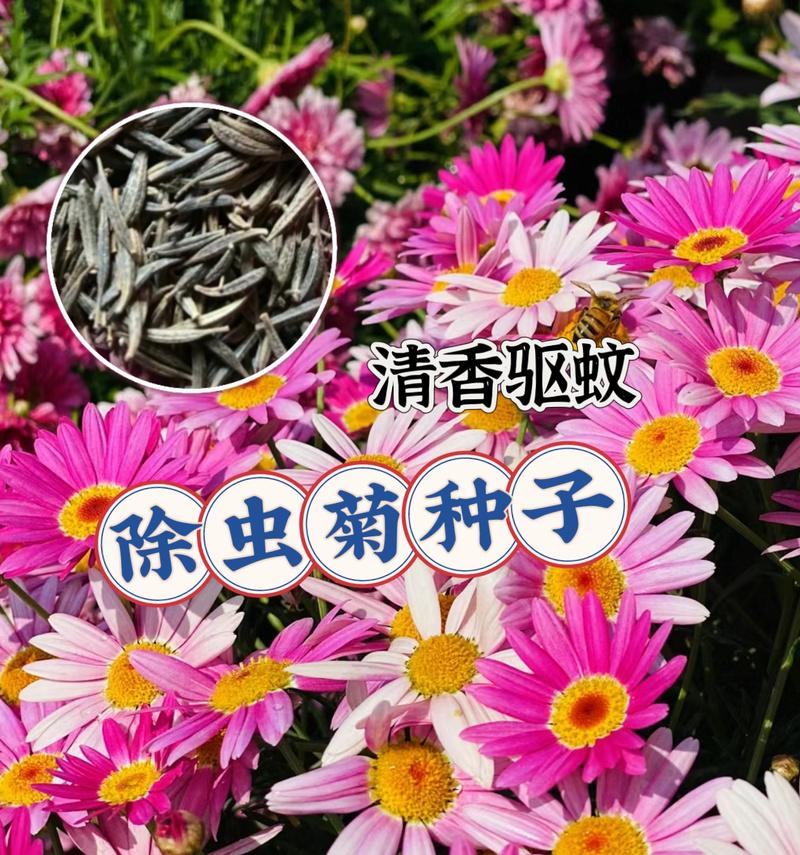 驱蚊菊播种需要哪些条件？播种要求有哪些？
