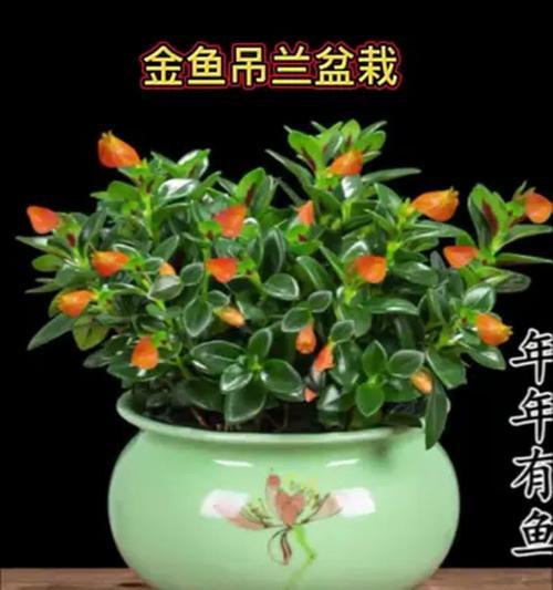 金鱼吊兰下方叶子发黄的原因是什么？