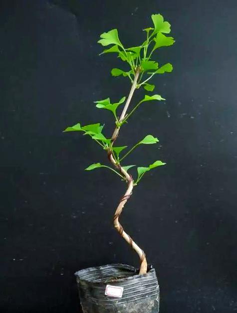 白色银杏盆景的养护方法是什么？