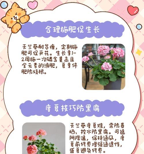 老品种玫红天竺葵的养护方法是什么？