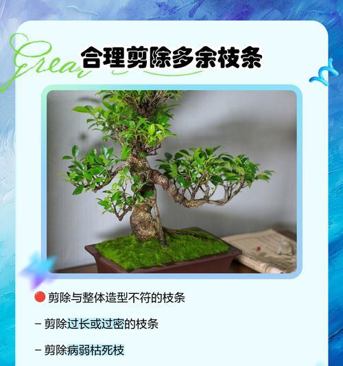 大熊榕树盆景的正确养护方法？