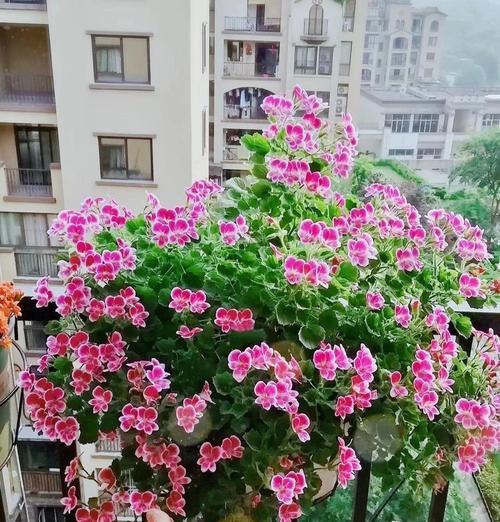 老品种玫红天竺葵的养护方法是什么？