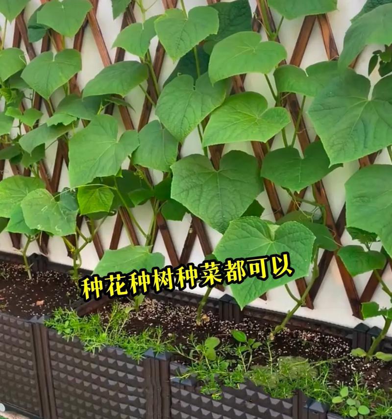 甜心果栽培技术的常见问题和解决方法是什么？
